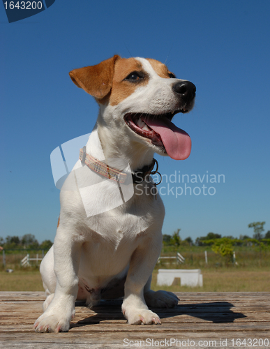 Image of jack russel terrier