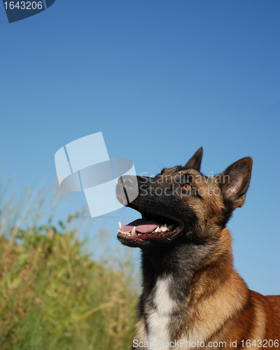 Image of watching belgian shepherd