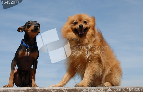 Image of pomeranian and miniature pinscher