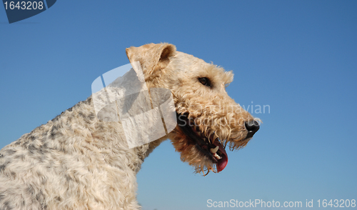 Image of head of fox terrier