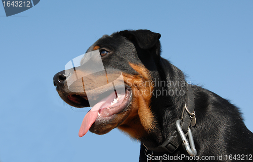 Image of puppy rottweiler