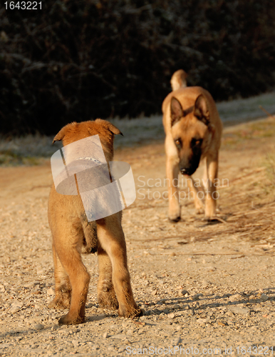 Image of puppy waiting his mother