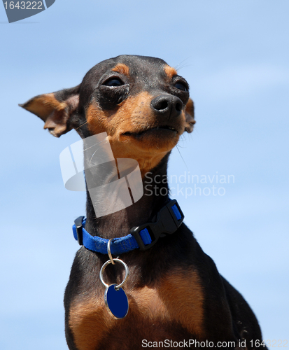 Image of miniature pinscher