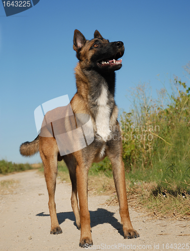 Image of watching malinois