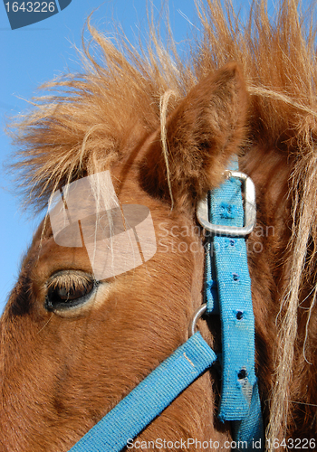 Image of shetland pony