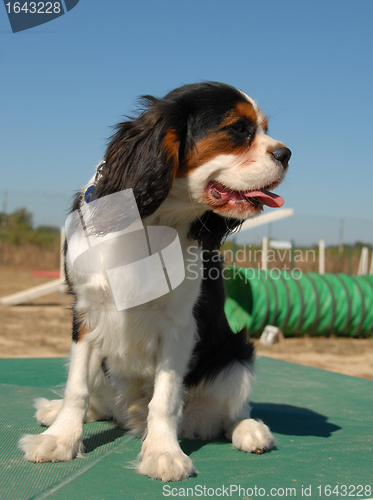 Image of cavalier king charles