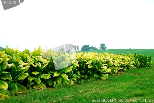 Image of Tobacco Farming