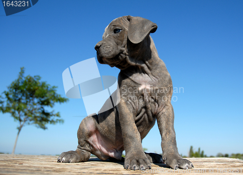 Image of pup cane corso