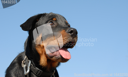 Image of baby rottweiler