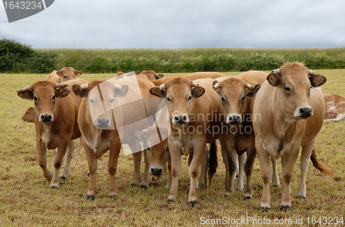 Image of group of cow