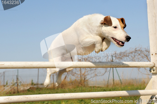 Image of jack russel terrier in agility