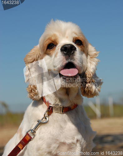 Image of american cocker