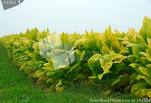 Image of Tobacco Plants