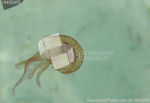 Image of pink jellyfish