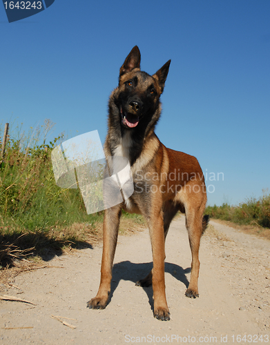 Image of curious belgian shepherd