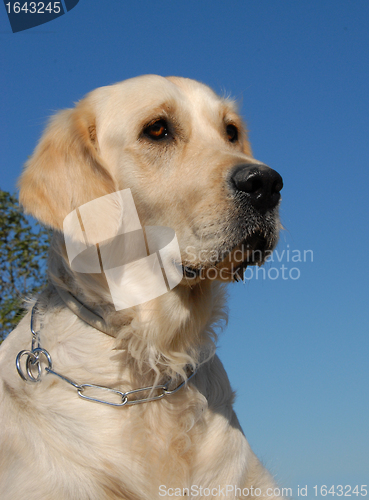 Image of portrait of golden retriever