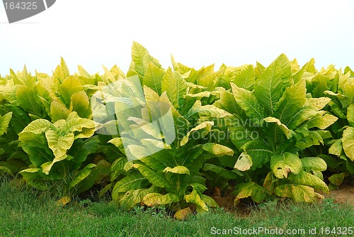 Image of Kentucky Tobacco Plants