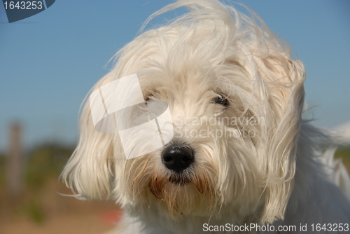 Image of maltese dog