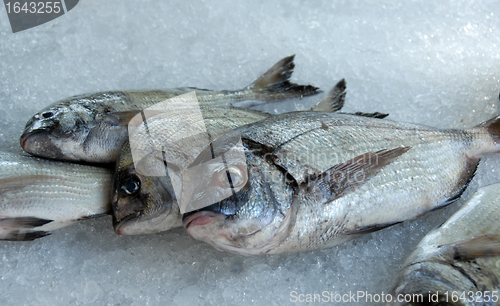 Image of fresh fishes