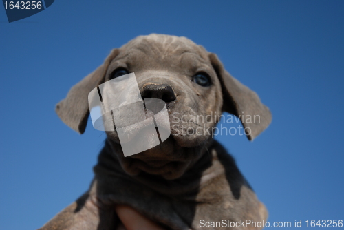 Image of puppy cane corso