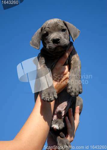 Image of little puppy cane corso