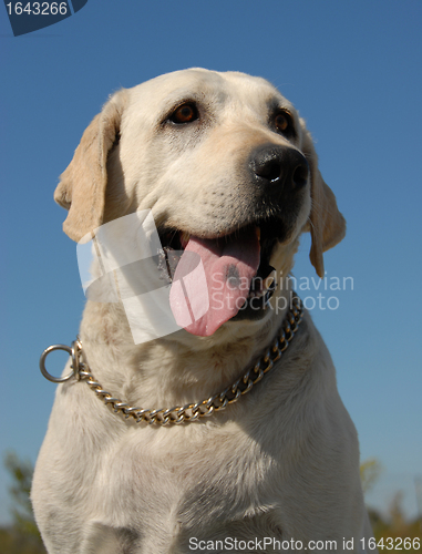 Image of labrador retriever