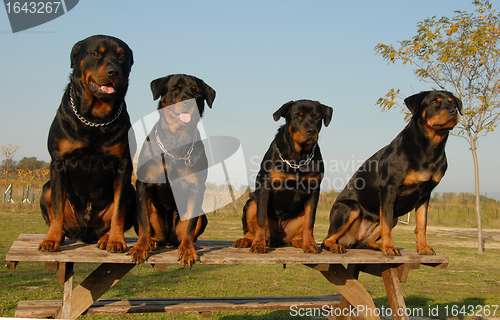 Image of family of rottweiler