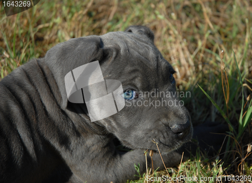 Image of very young puppy cane corso