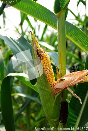 Image of Ear of Corn