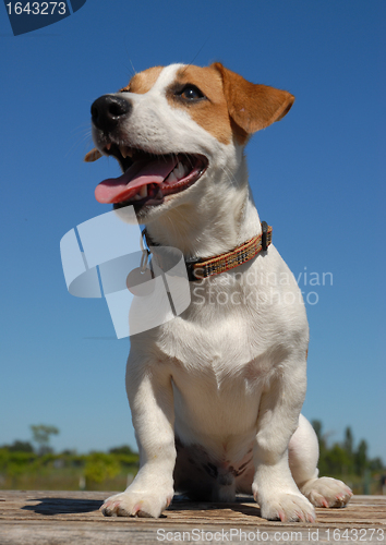Image of jack russel terrier