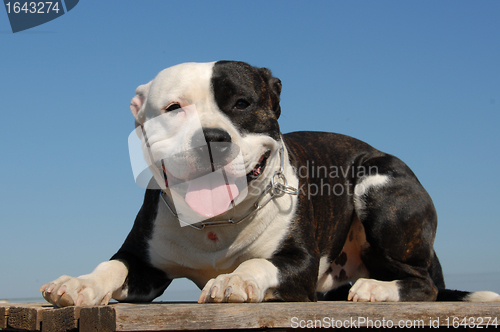 Image of happy pit bull