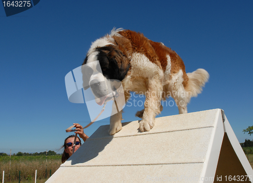 Image of Saint Bernard in Agility