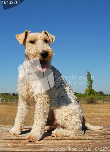 Image of fox terrier