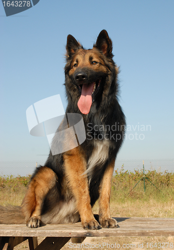 Image of purebred belgian shepherd