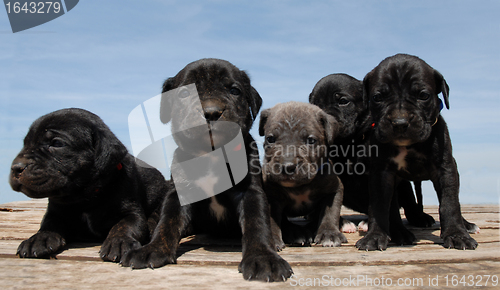 Image of puppies cane corso