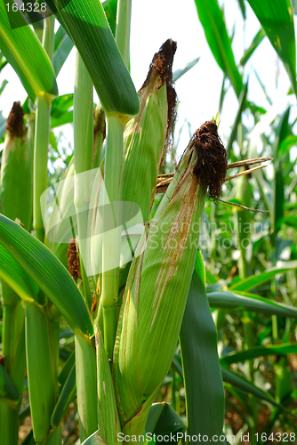 Image of Ears of Corn