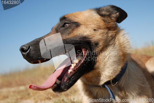 Image of head of shepherd