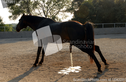 Image of urinate horse