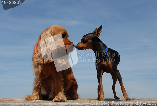 Image of two little dogs