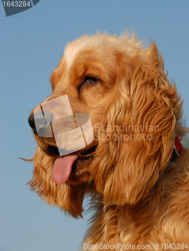 Image of female puppy cocker