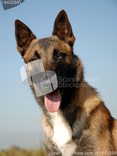 Image of portrait of a belgian shepherd