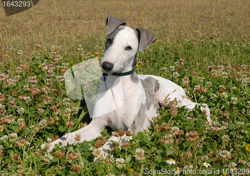 Image of puppy whippet