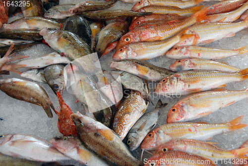 Image of red fishes