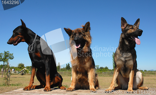 Image of guard dogs