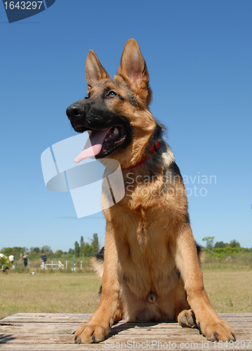 Image of puppy german shepherd