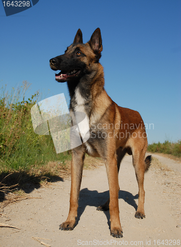 Image of purebred belgian shepherd malinois