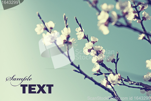 Image of Cherry Blossom