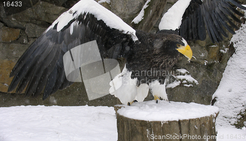 Image of Steller's sea eagle