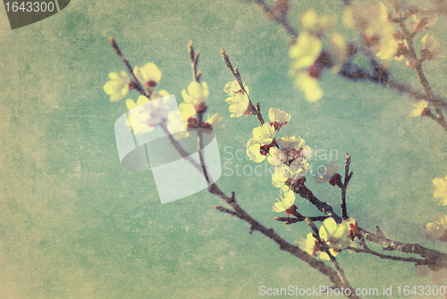 Image of Vintage cherry blossom