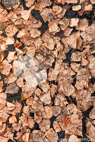 Image of Falling leaves on the water 